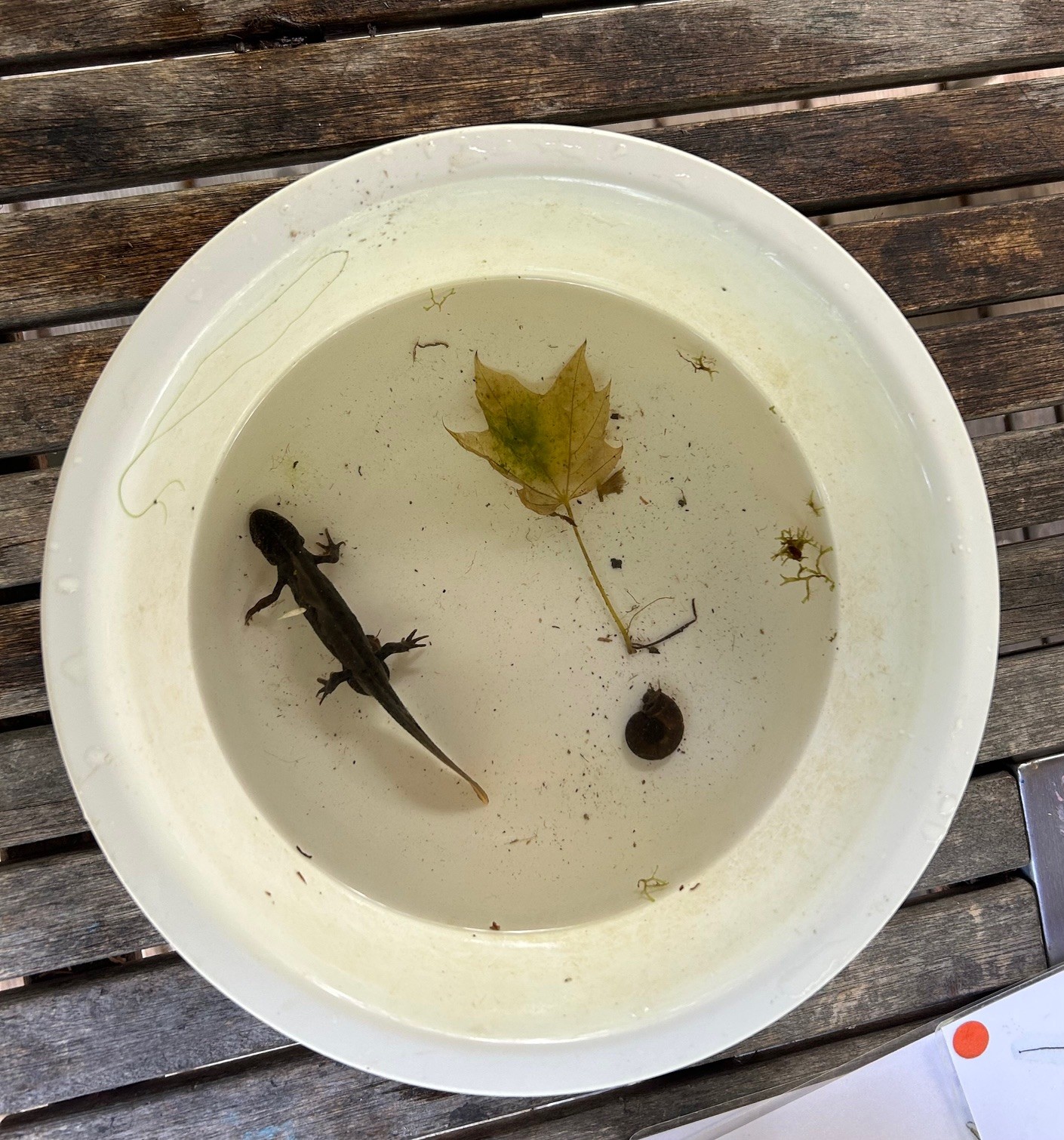Garten Tulln Teich-Expedition 
